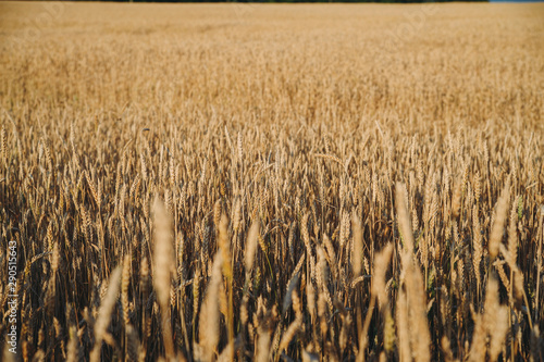 golden field of wheat, ears of rye