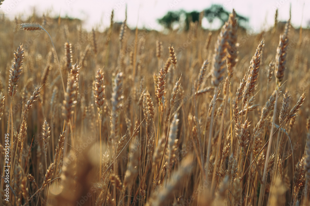 Golden wheat field of wheat ears. summer Golden wheat field of wheat ears. summer