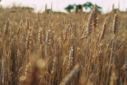 Golden wheat field of wheat ears. summer