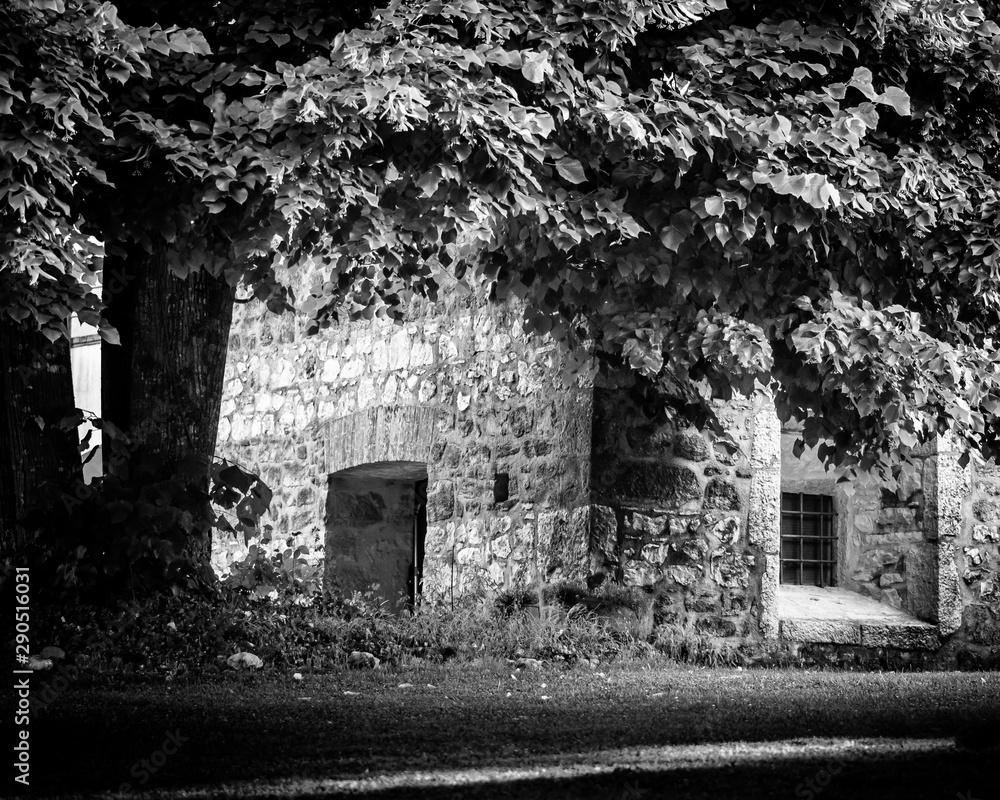 The strength of the ancient stone tower versus the strenght of the old Linden tree. Taken with a 100mm macro lens. B&W to emphasize the contrast of the scene. The strength of the ancient stone tower versus the strenght of the old Linden tree. Taken with a 100mm macro lens. B&W to emphasize the contrast of the scene.