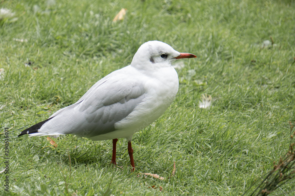 Schicke Möwe auf grüner Wiese Schicke Möwe auf grüner Wiese