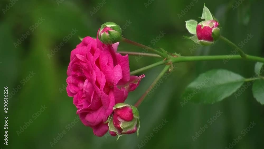 Eine pinke Rosenblüte und drei Rosenknospen schaukeln im Wind Eine pinke Rosenblüte und drei Rosenknospen schaukeln im Wind