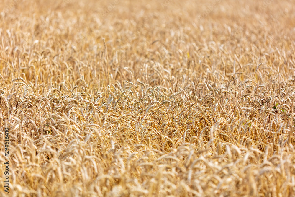 Ripe ears of wheat grow on the nature Ripe ears of wheat grow on the nature