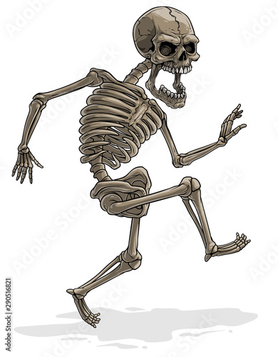 Cartoon detailed realistic colorful scary human skeleton with skull. Isolated on white background. Vector icon.
