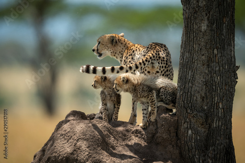 Cheetah and cubs look left on mound