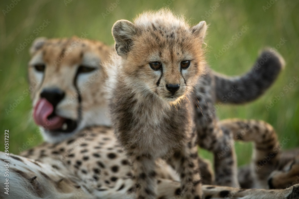 Obraz premium Cheetah cub climbs over mother in grass