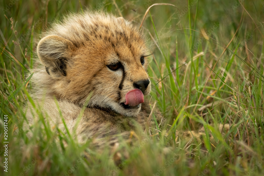 Cheetah cub lies in grass licking lips Cheetah cub lies in grass licking lips