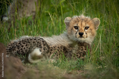 Cheetah cub lies in grass watching camera