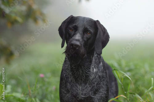 Hunting dog deutsch drahthaar in field