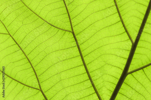 texture of a green leaves.