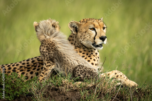 Cheetah cub sits beside mother on mound