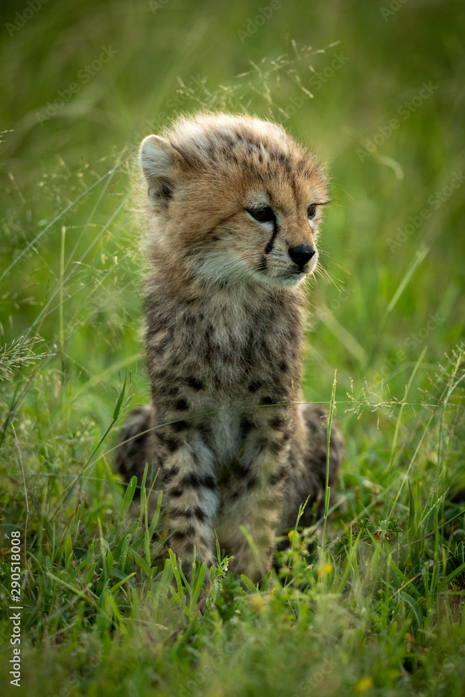 Cheetah cub sits in grass looking right Cheetah cub sits in grass looking right
