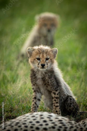 Cheetah cub sits in grass near another