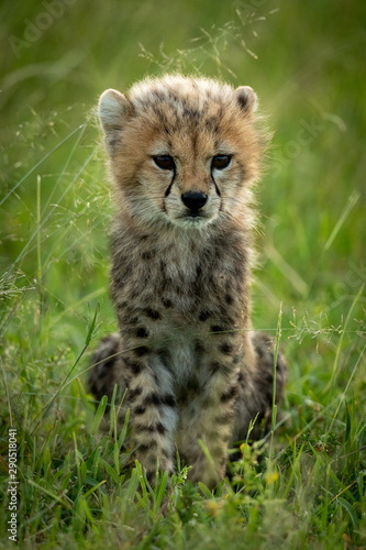 Cheetah cub sits in grass watching camera