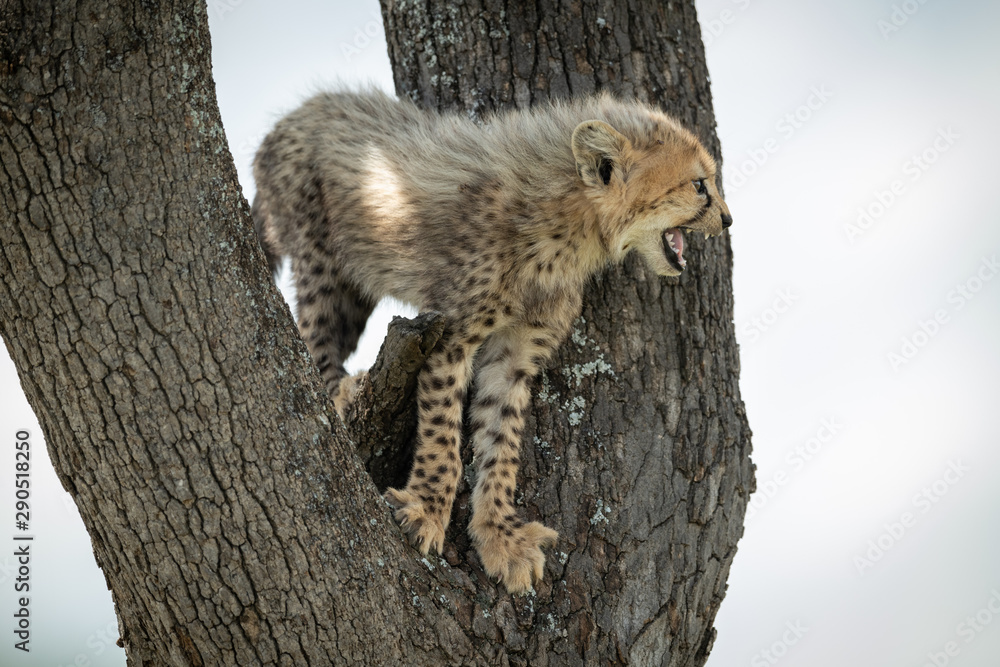Obraz premium Cheetah cub standing in tree calling mother