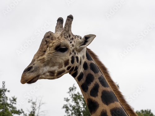 Portrait of a curious Baringo Giraffe, Giraffa camelopardalis Rothschildi © vladislav333222