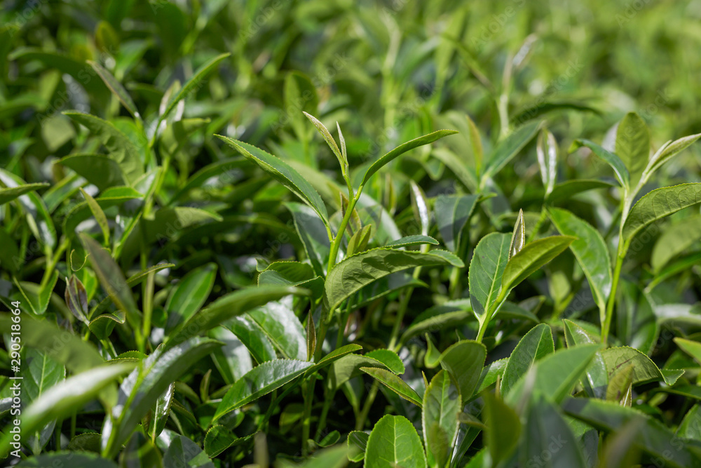 Obraz premium Green tea leaf background in tea plantations.