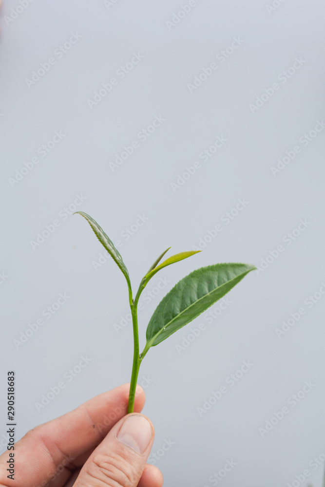 Green tea leaf background in tea plantations. Green tea leaf background in tea plantations.
