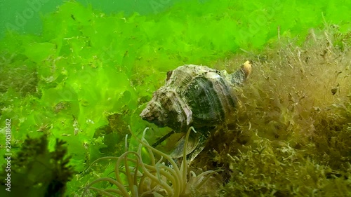 Wallpaper Mural Escagot - Snail Torontodigital.ca