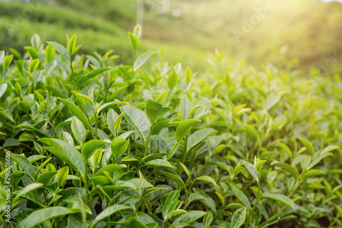 Green tea leaf background in tea plantations.
