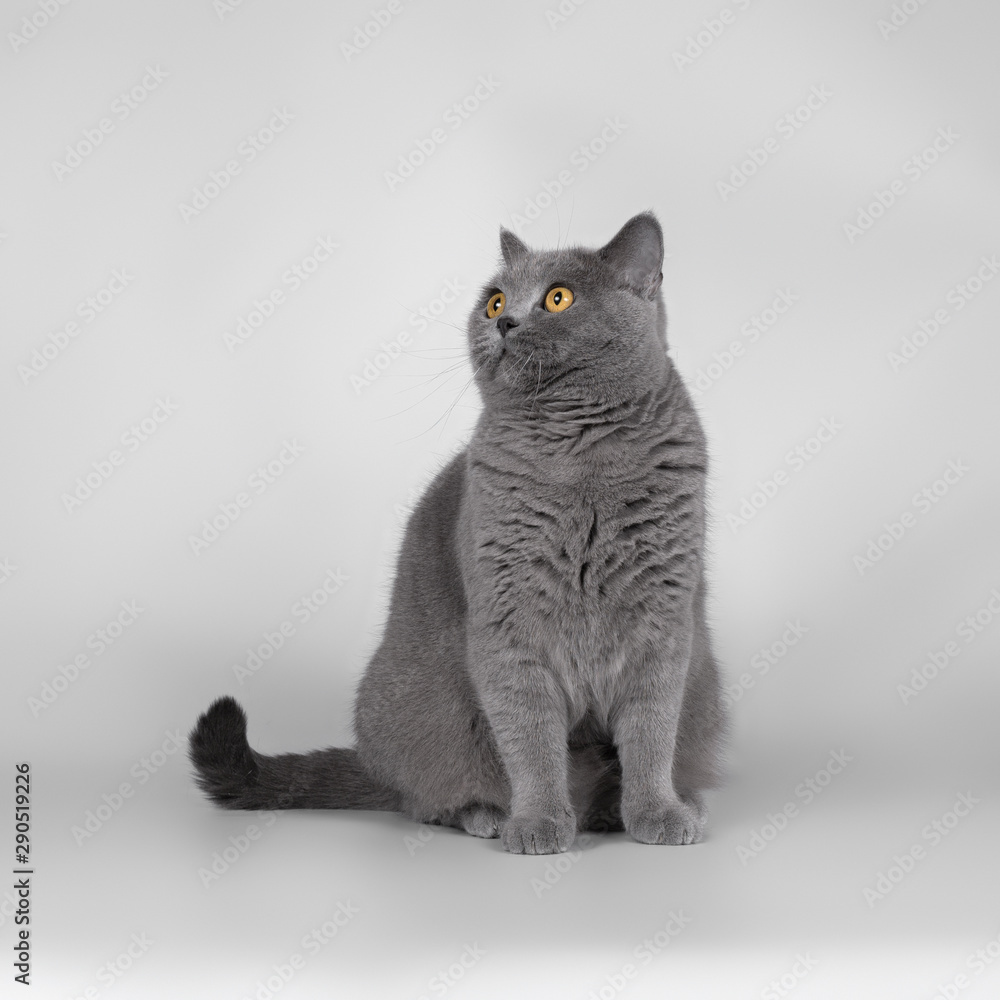 British cat on the grey background
