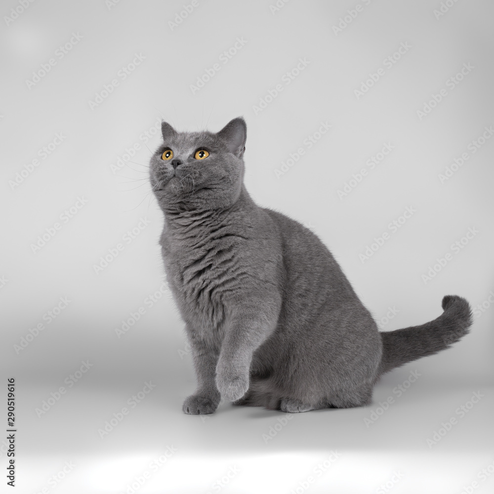 Obraz premium british cat isolated on grey background