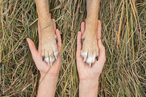 Φωτογραφία Human hands hold dog paws in autumn grass background