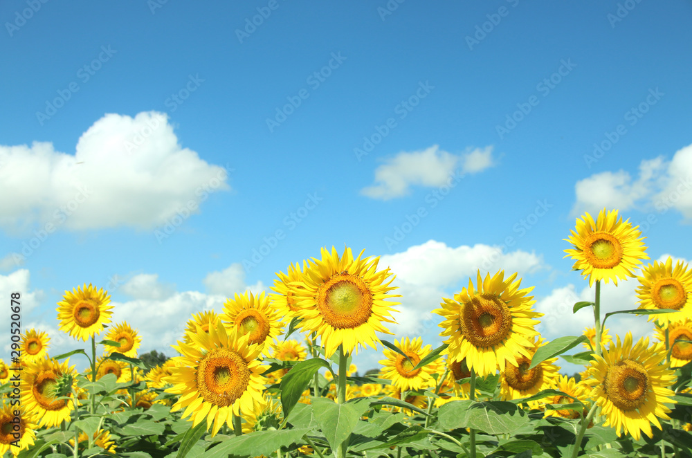 Fototapeta premium ひまわり 栃木県さくら市