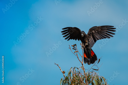 Red tailed black cockatoo landing in australia
