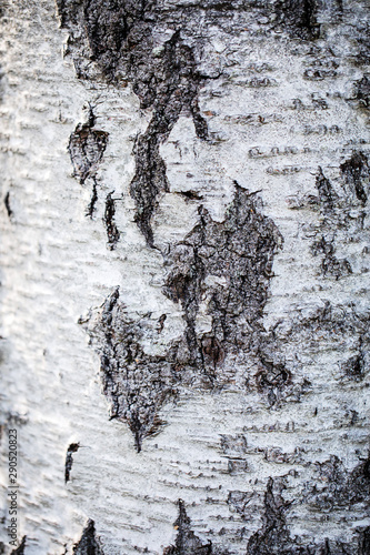 Wallpaper Mural texture of bark of a tree Torontodigital.ca