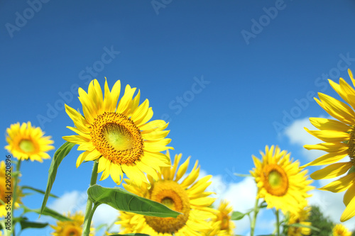 ひまわり　栃木県さくら市