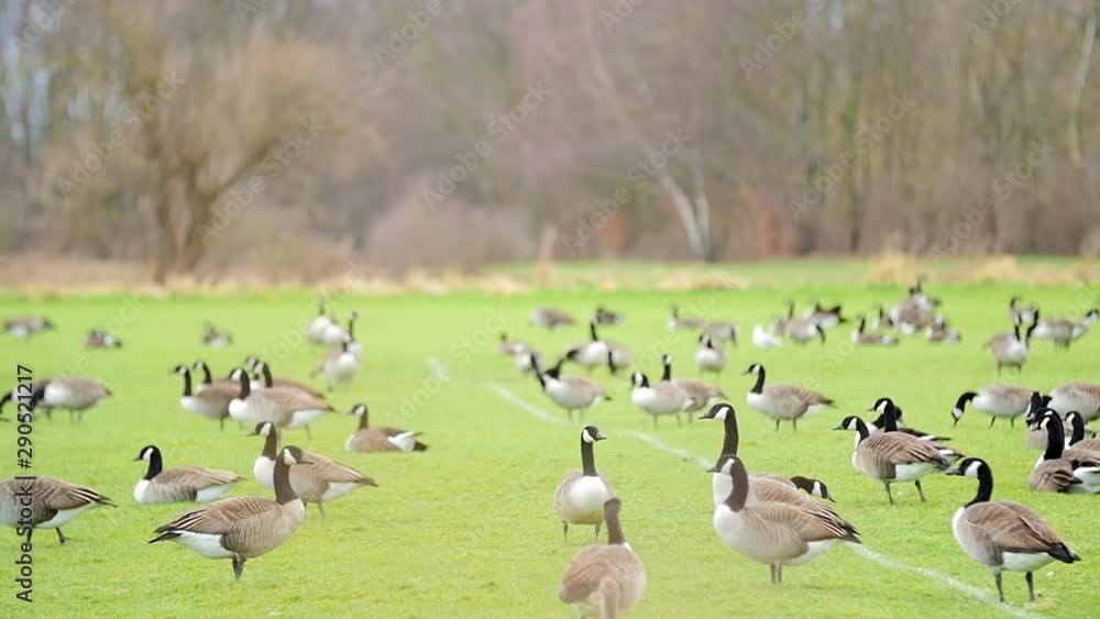 Slow motin large flock or gaggle of geese walking around on field of green grass Slow motin large flock or gaggle of geese walking around on field of green grass