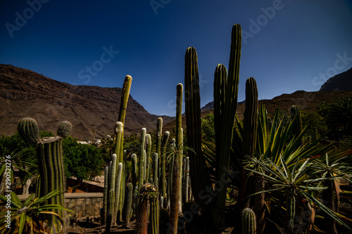 cactuses, wüste, arizona, carnegiea gigantea, himmel, landschaft, cactuses, natur, pflanze, blau, arid, abtrocknen, green, mexico, berg, bol, baum