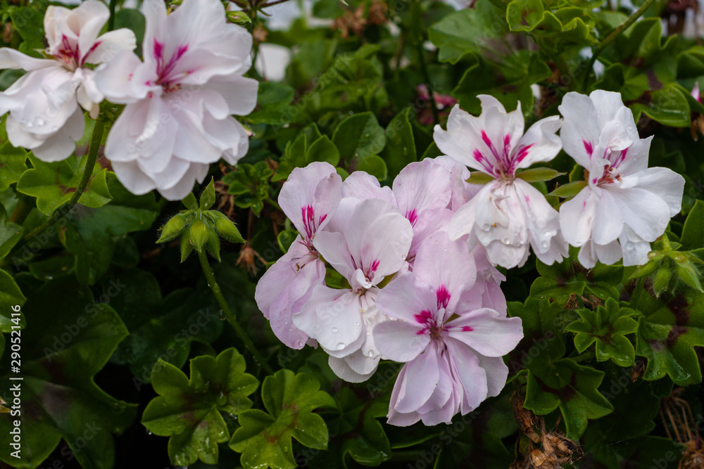 Fototapeta premium Blütenpracht