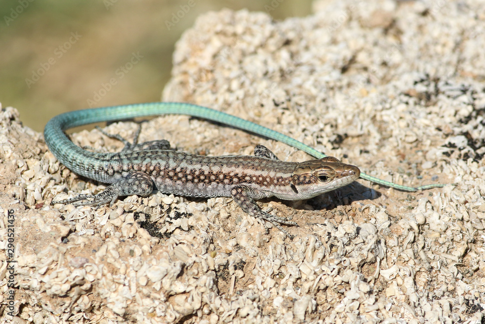 Anatolian rock lizard, Lacerta oertzeni Anatolian rock lizard, Lacerta oertzeni