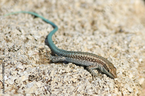 Anatolian rock lizard ,Lacerta oertzeni, displaying on rock