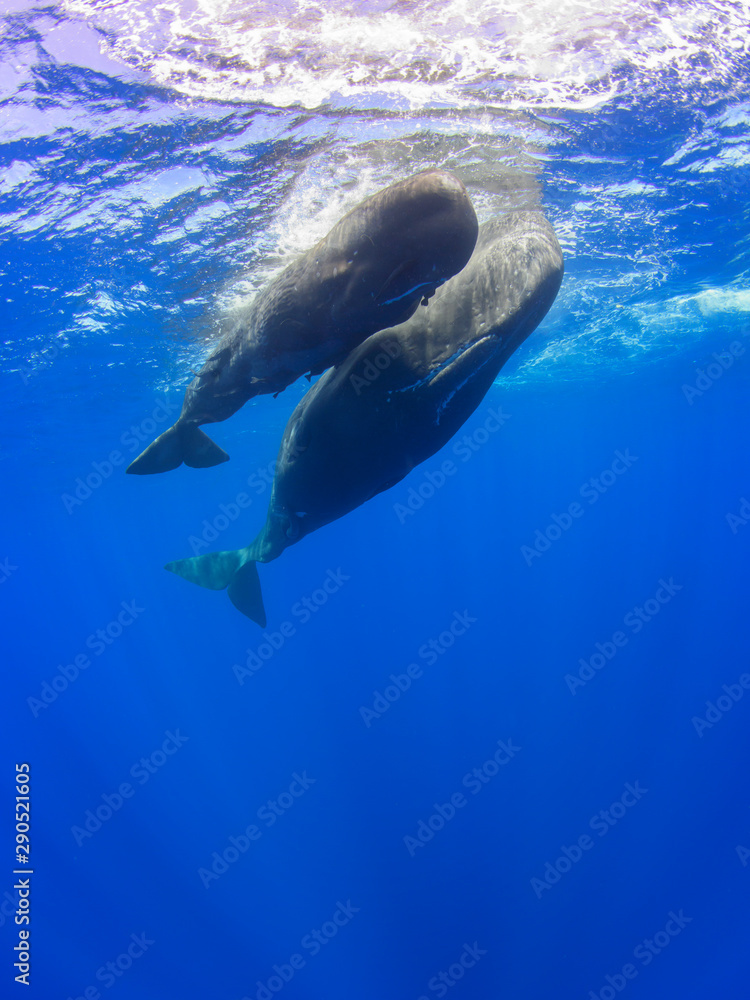 Naklejka premium Sperm Whale Pair