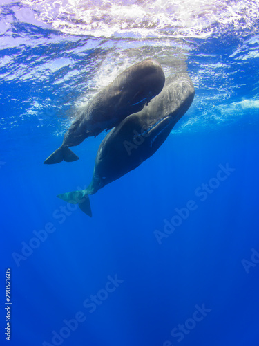 Sperm Whale Pair