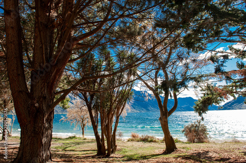 tree along the lake Wakatipu  South Island  New Zealand