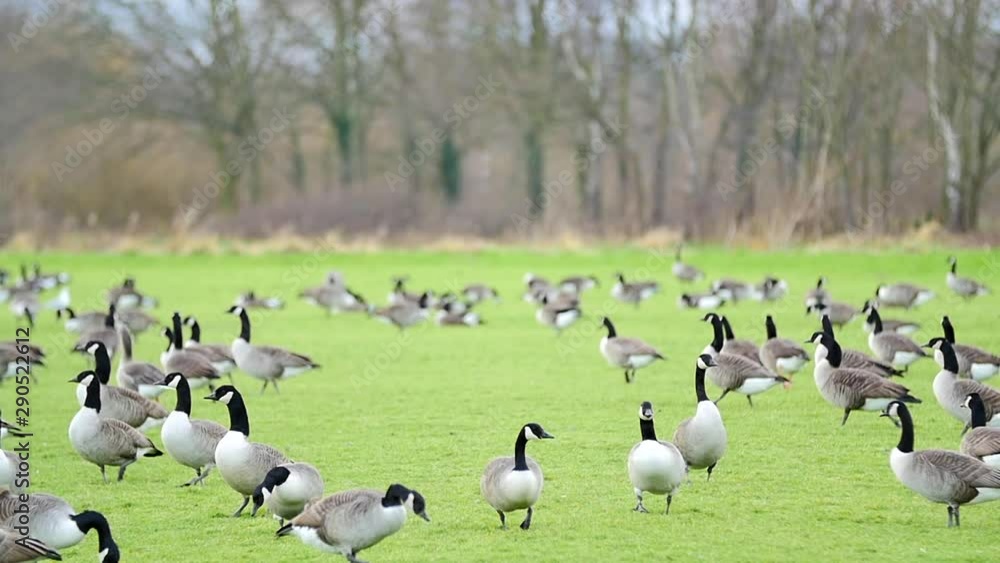 Slow motion large flock or gaggle of geese walking around on field of green grass Slow motion large flock or gaggle of geese walking around on field of green grass