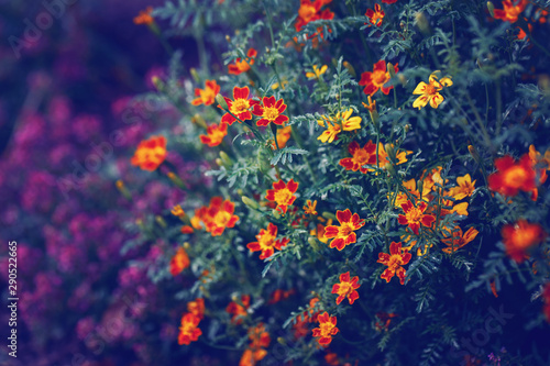 Beautiful fairy dreamy magic yellow red marigold marietta flowers on faded blurry background. Dark art moody floral. Toned with filters in retro vintage style.