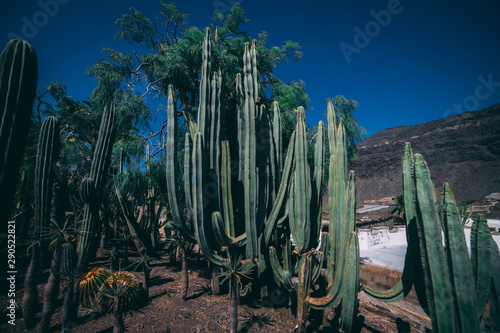 cactuses, wüste, landschaft, natur, himmel, arizona, pflanze, cactuses, blau, carnegiea gigantea, green, berg, abtrocknen, anreisen, arid, cloud, berg, baum, mexico, hills, fels, amerika