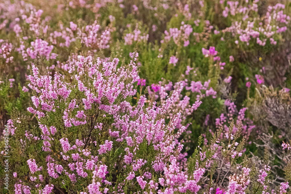 Beautiful heather flowers on the meadow close-up. Beautiful heather flowers on the meadow close-up.