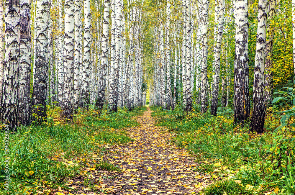 Trail in the autumn birch grove Trail in the autumn birch grove
