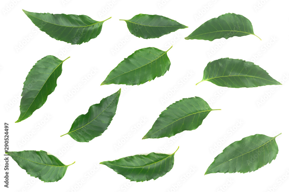 close-up large number of green foliage are spread isolated on white background, neem leaf.