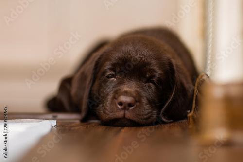 puppy dog breed Labrador chocolate color lies on the parquet floor