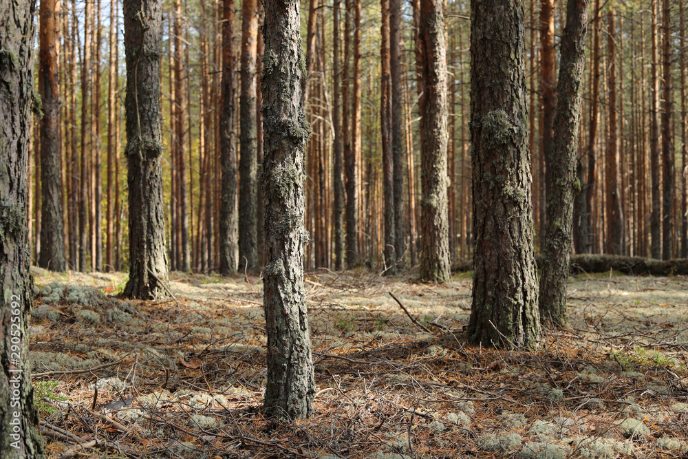 Obraz premium Pine forest in the fall. Rays of the sun illuminate trees and moss