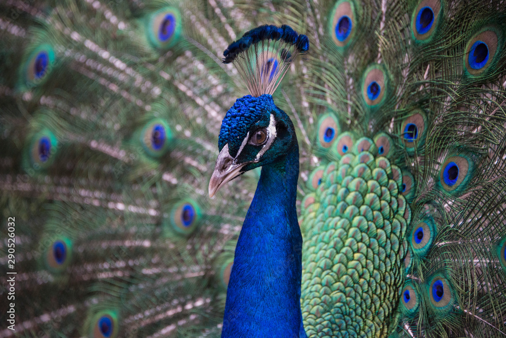 Fototapeta premium peacock up close in South Florida