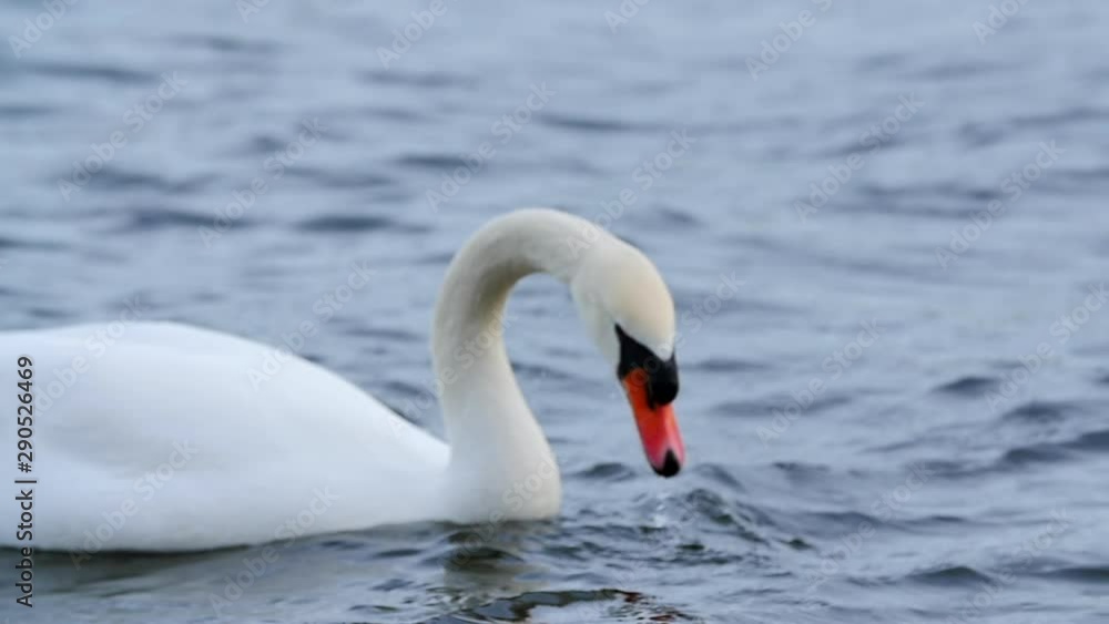 Slow Motion, Large White Swan Feeding In River Or Lake With Long Neck Slow Motion, Large White Swan Feeding In River Or Lake With Long Neck
