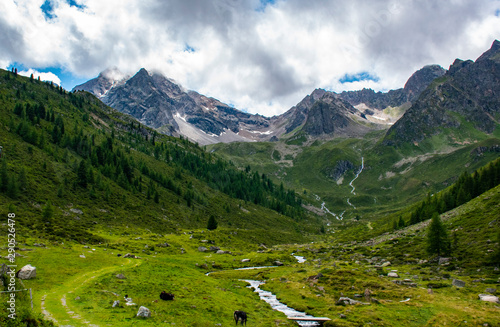green valley in Tyrol